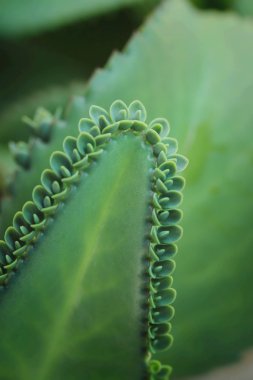 kaktüs kadar yakın