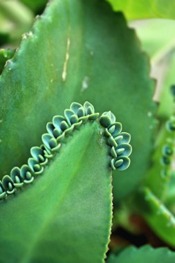 kaktüs kadar yakın