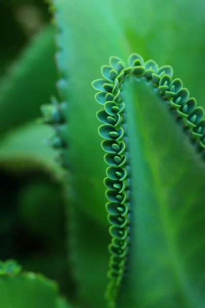 Close up cactus — Stock Photo, Image