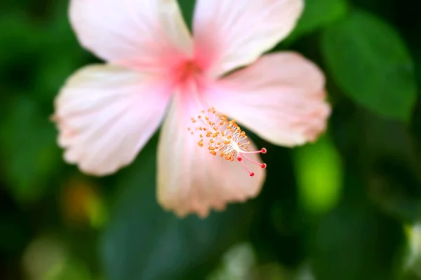Wazige bloemen — Stockfoto