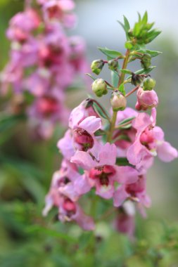Unut beni değil çiçek
