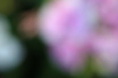 bulanık çiçek arka plan