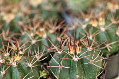 kaktüs kadar yakın