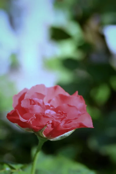 Vintage roses — Stock Photo, Image