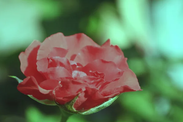 Vintage roses — Stock Photo, Image