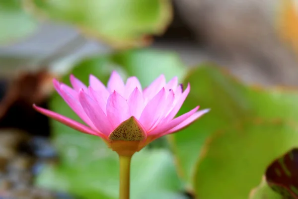 Flor de loto —  Fotos de Stock