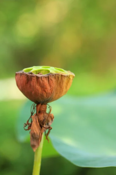 Семя лотоса в природе — стоковое фото
