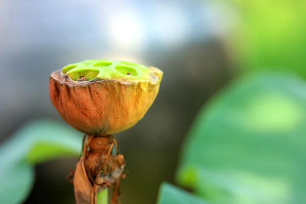 Semi di loto nella natura — Foto Stock