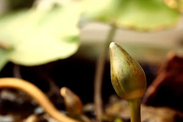 Σπόρος Lotus στη φύση — Φωτογραφία Αρχείου