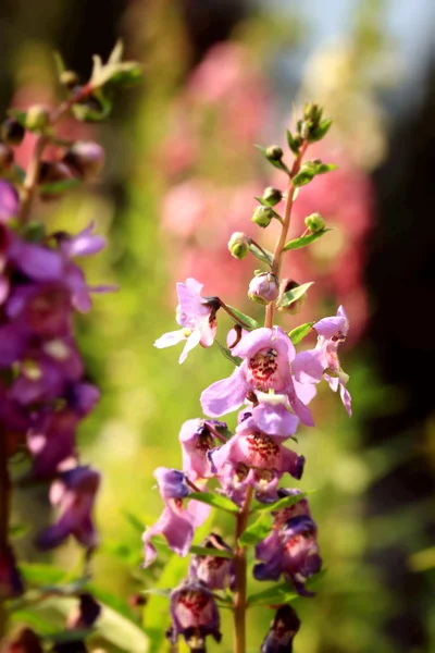 Dimenticami non fiore — Foto Stock