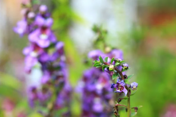 Glöm mig inte blomma — Stockfoto