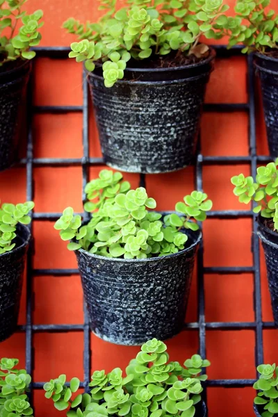 Gröna fern — Stockfoto