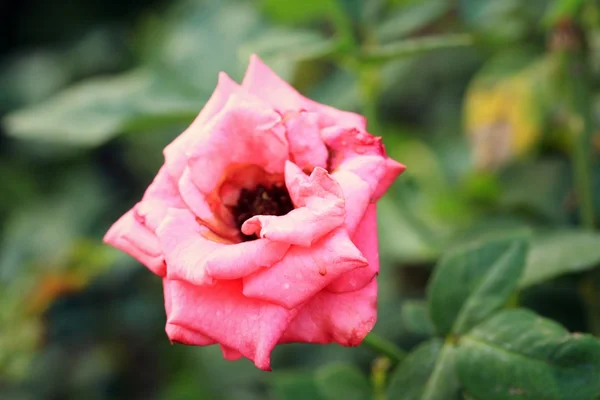 Vintage roses — Stock Photo, Image