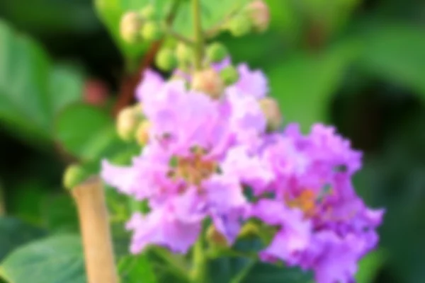 Blurred flowers — Stock Photo, Image