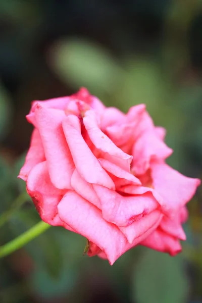 Vintage roses — Stock Photo, Image