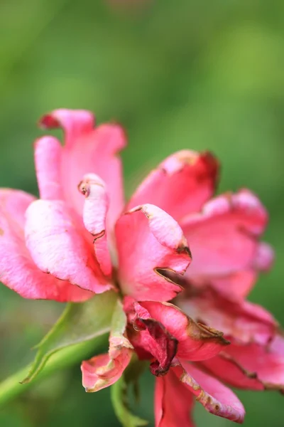 Vintage roses — Stock Photo, Image