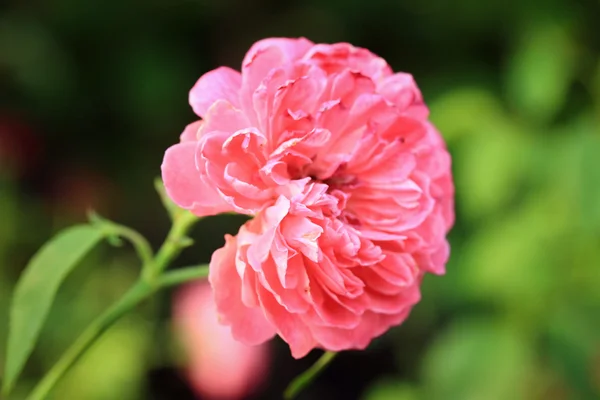 Vintage roses — Stock Photo, Image