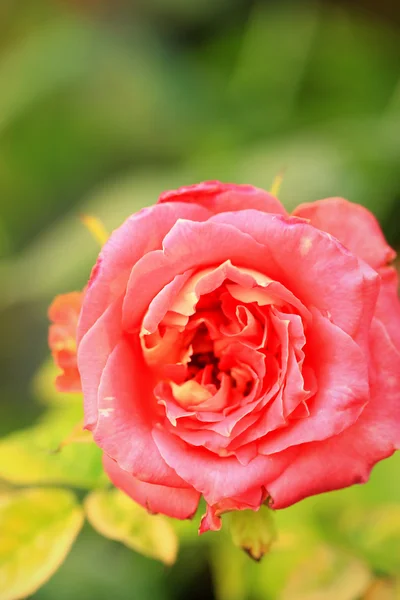 Rosas vintage —  Fotos de Stock
