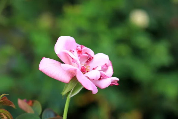 Vintage roses — Stock Photo, Image