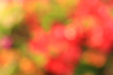 bulanık çiçek arka plan