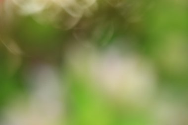 bulanık çiçek arka plan