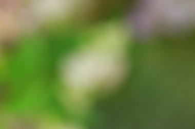 bulanık çiçek arka plan