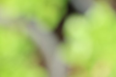 bulanık çiçek arka plan