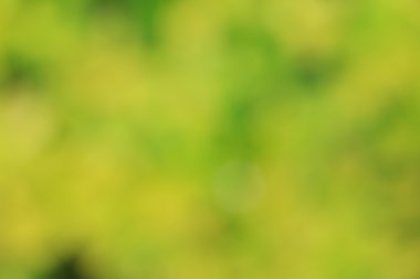 bulanık çiçek arka plan