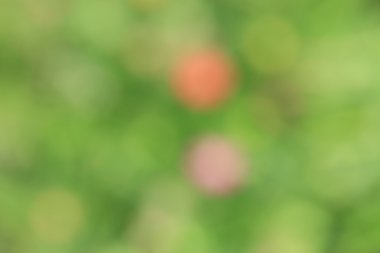 bulanık çiçek arka plan