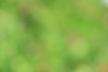 bulanık çiçek arka plan