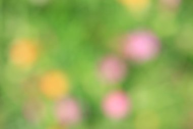 bulanık çiçek arka plan