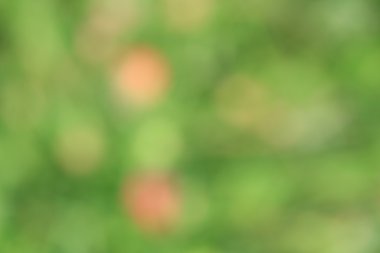 bulanık çiçek arka plan