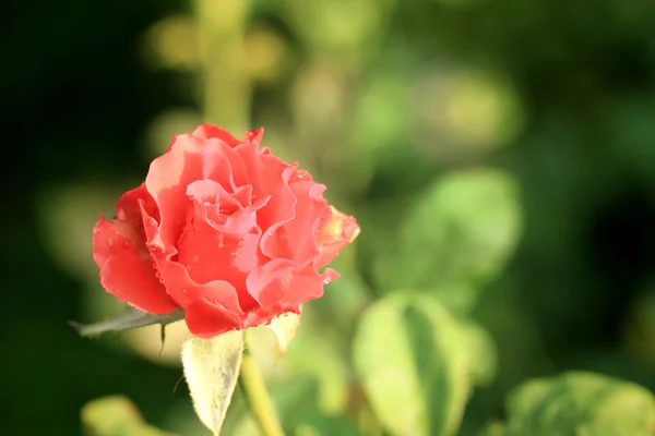 Rosas vintage — Foto de Stock