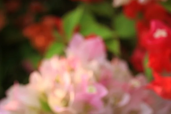 Flores borradas fundo — Fotografia de Stock