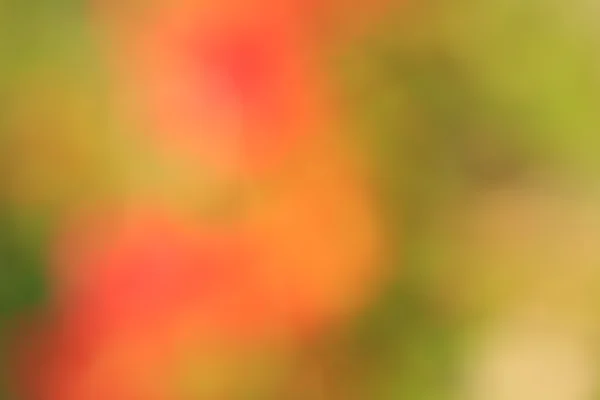 Blurred flowers background — Stock Photo, Image