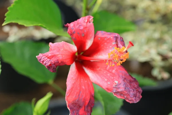 Wazige bloemen — Stockfoto