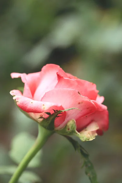 Rosas vintage — Foto de Stock