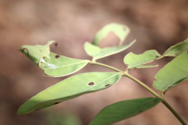 yeşil yaprakları sonbaharda