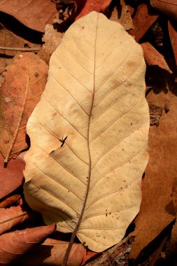 Kurutulmuş Yapraklar