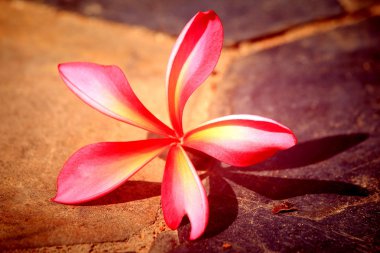 pembe frangipani çiçek ve gölge