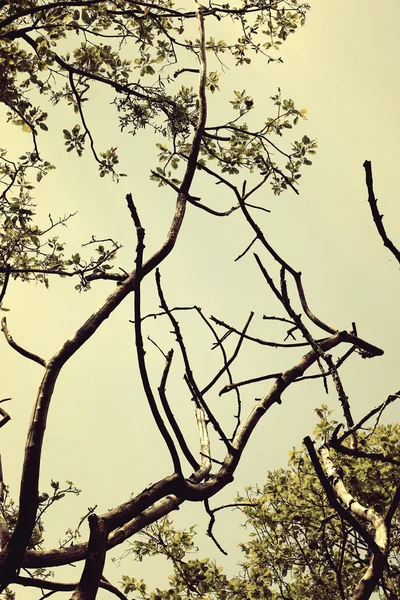 Arbre dans la forêt — Photo