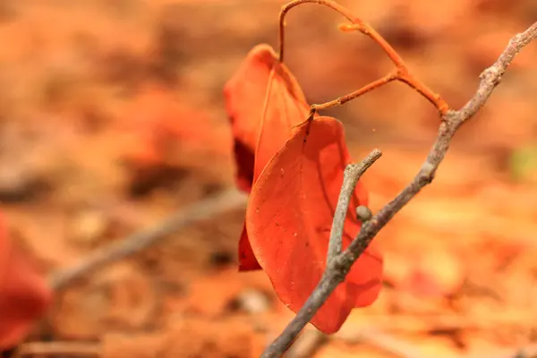 Feuilles séchées — Photo