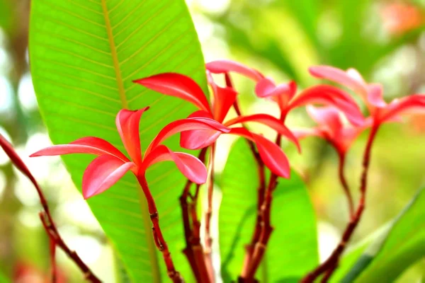 Flor e sombra rosa frangipani — Fotografia de Stock