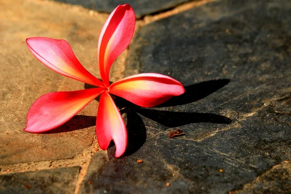 Pink frangipani flower and shadow — Stock Photo, Image