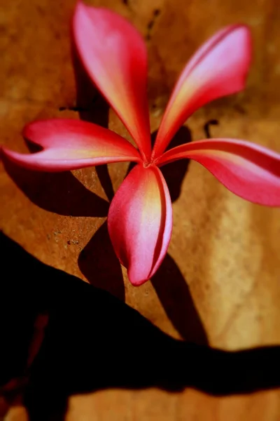 Rosa frangipani blomma och skugga — Stockfoto