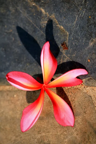 Pink frangipani flower and shadow — Stock Photo, Image