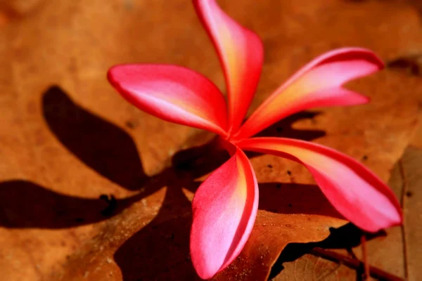 Bunga frangipani merah muda dan bayangan — Stok Foto