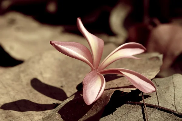 Rosa Frangipani Blume und Schatten — Stockfoto