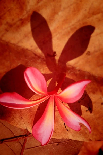 Pink frangipani flower and shadow — Stock Photo, Image