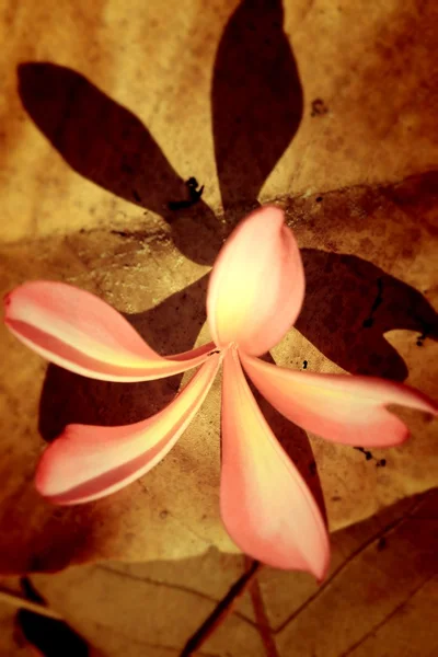 Rosa Frangipani Blume und Schatten — Stockfoto